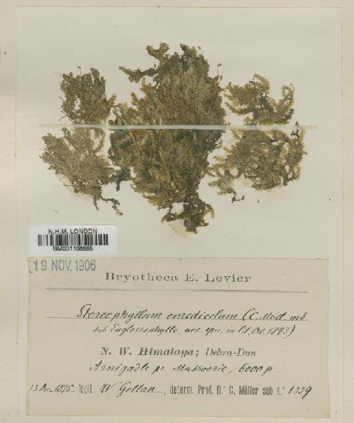 Stereophyllum ligulatum A.Jaeger - BM001108865