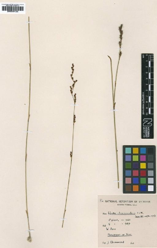 Chordifex chaunocoleus (F.Muell.) B.G.Briggs & L.A.S.Johnson - BM000991293