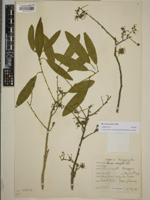 Boscia salicifolia Oliv. - BM000802469