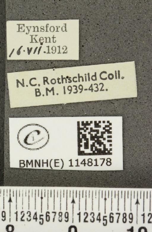 Celastrina argiolus britanna ab. lilacina-suffusa Tutt, 1908 - BMNHE_1148178_label_111269