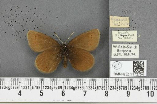 Erebia epiphron mnemon (Haworth, 1812) - BMNHE_1173754_29649