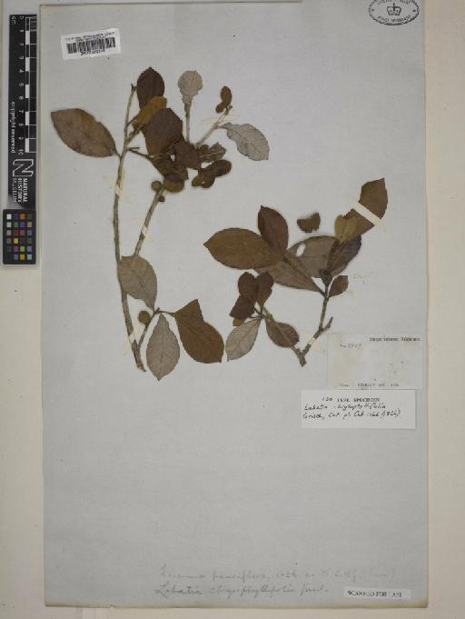 Pouteria sessiliflora (Sw.) Poir. - 000952546