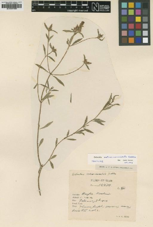 Osbeckia setosoannulata Geddes - BM000944333