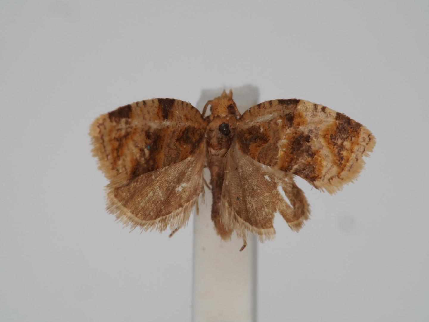 Gnorismoneura hoshinoi thumbnail