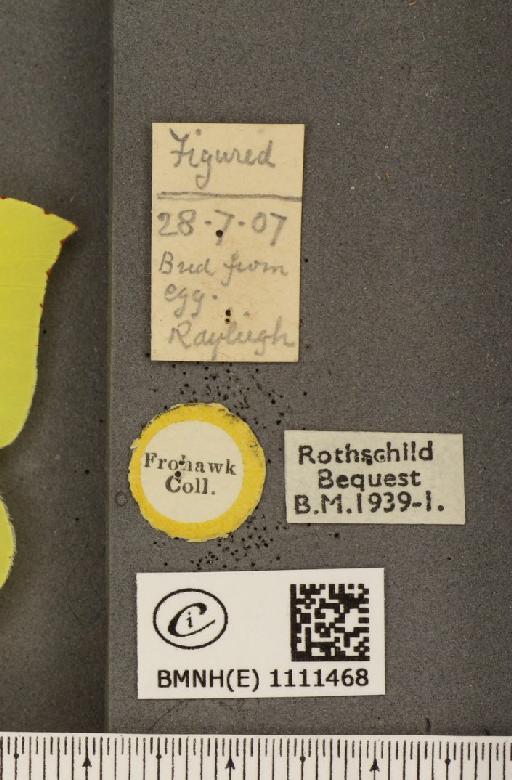 Gonepteryx rhamni rhamni ab. fervida Fritsch, 1911 - BMNHE_1111468_label_64689