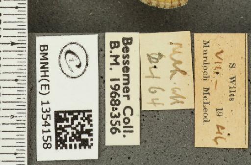 Hesperia comma (Linnaeus, 1758) - BMNHE_1354158_label_156434