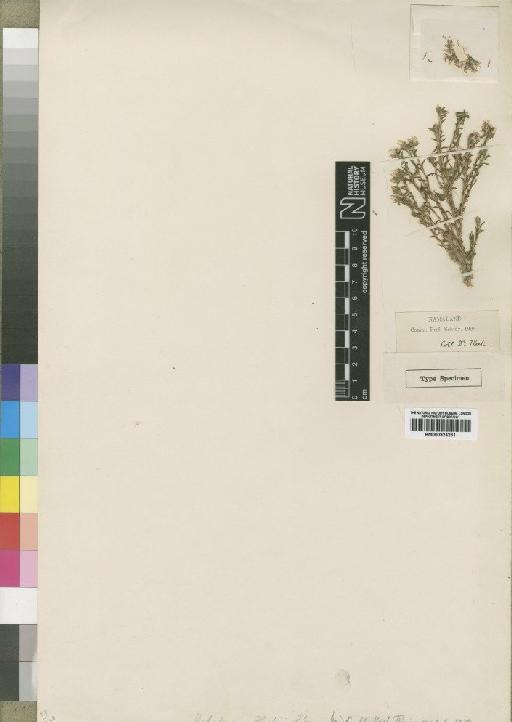 Helichrysum fleckii Moore - BM000924231