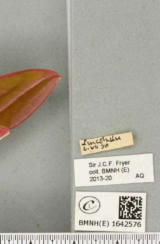 Deilephila elpenor (Linnaeus, 1758) - BMNHE_1642576_label_241143