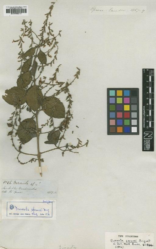 Duranta sprucei Briq - BM000992775