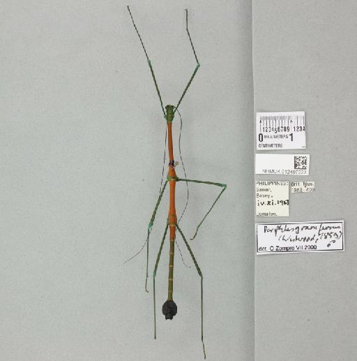 Periphetes graniferum (Westwood, 1859) - 012497223_73691_93889