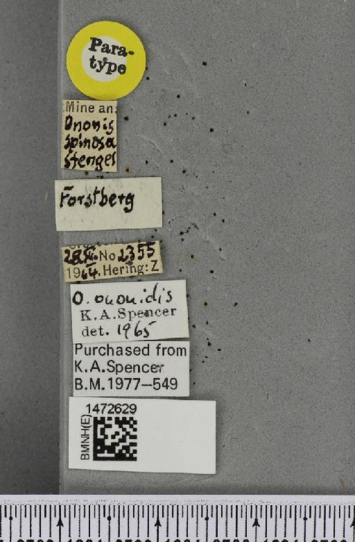 Ophiomyia ononidis Spencer, 1966 - BMNHE_1472629_a_label_60377