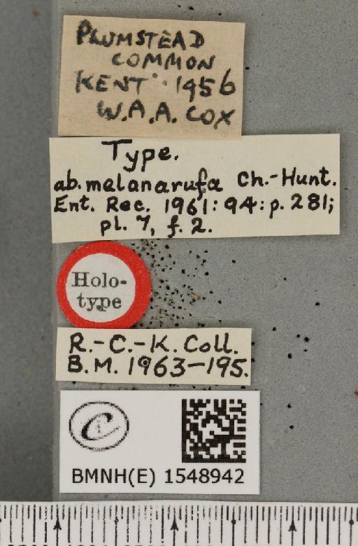 Cymatophorina diluta hartwiegi ab. melanarufa Chalmers-Hunt, 1961 - BMNHE_1548942_label_237868