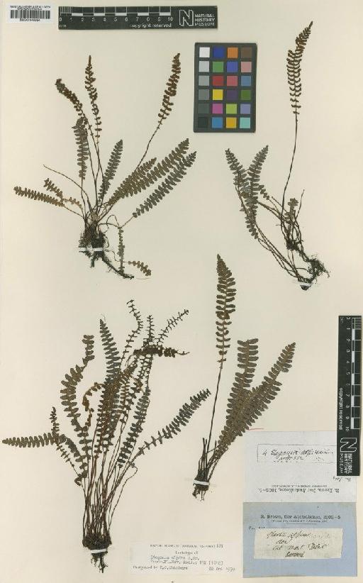 Blechnum penna-marina (Poir.) Kuhn - BM001045994