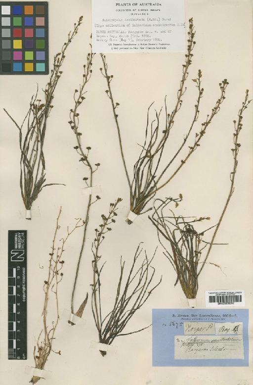 Bulbine semibarbata (R.Br.) Haw. - BM000939292