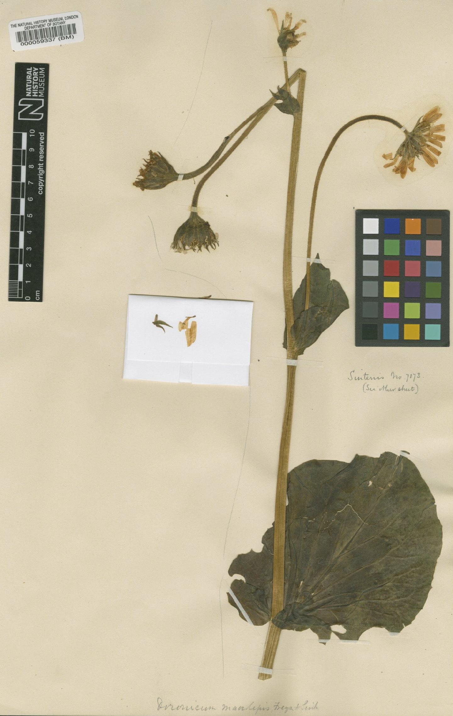 To NHMUK collection (Doronicum macrophyllum Fisch.; Type; NHMUK:ecatalogue:473794)