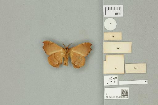 Carthara veca Druce, 1887 - 014200191 Carthara veca Druce, 1887 _Syntype _Ventral_with_labels