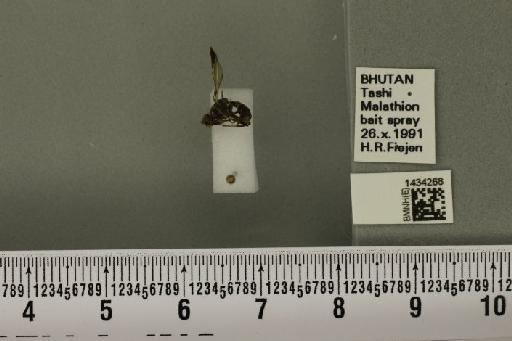 Bactrocera (Tetradacus) brachycera (Bezzi, 1916) - BMNHE_1434268_28362