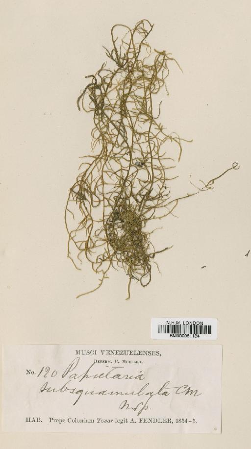 Papillaria penicillata (Dozy & Molk.) Broth. - BM000961134