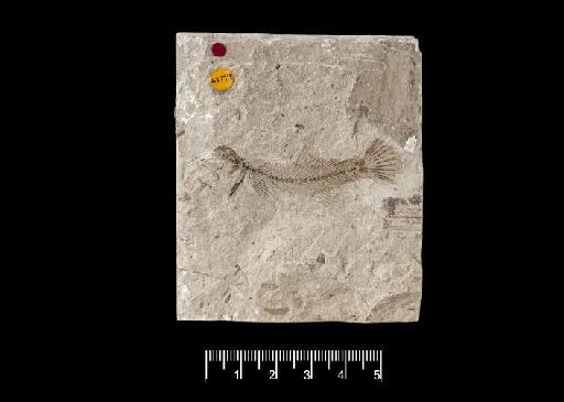 Lepidocottus brevis Agassiz, 1852 - Image of NHMUK PV OR 42779. Lepidocottus brevis