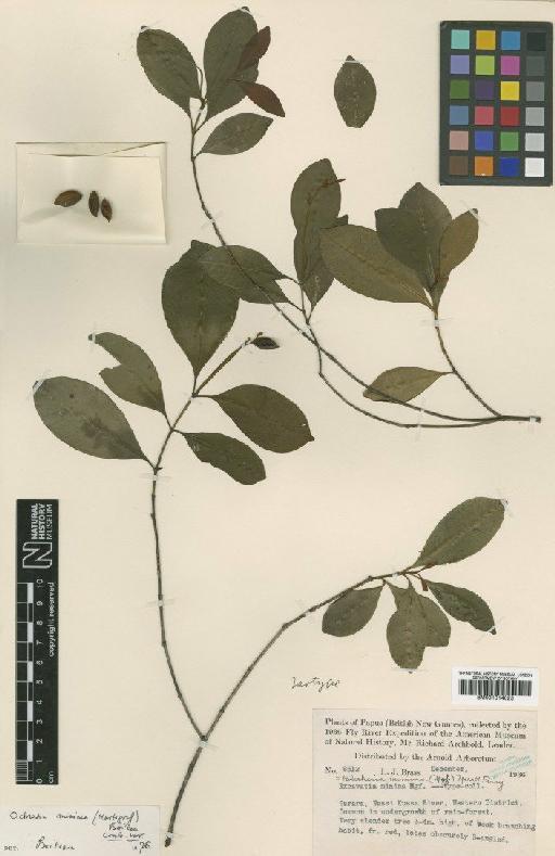 Ochrosia minima (Markgr.) Fosberg & Boiteau - BM001014023