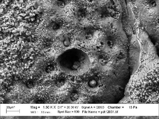 Petraliella firmata (Waters) - PI D 32505 - Prenantia firmata