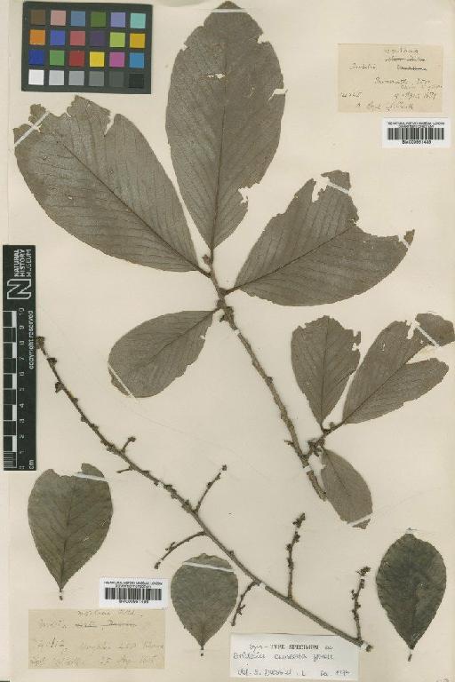 Bridelia cuneata Gehrm. - BM000951436