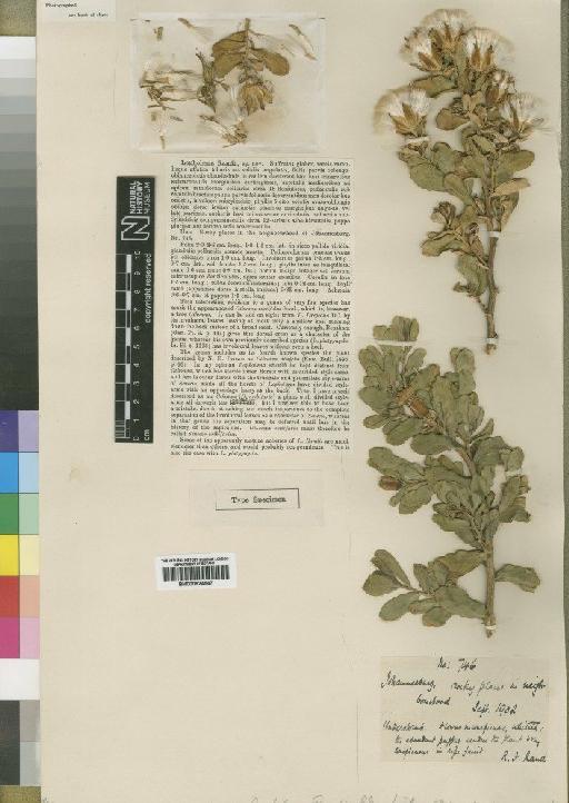 Lopholaena corifolia (Sond) E.Phillips & C.A.Sm. - BM000924547