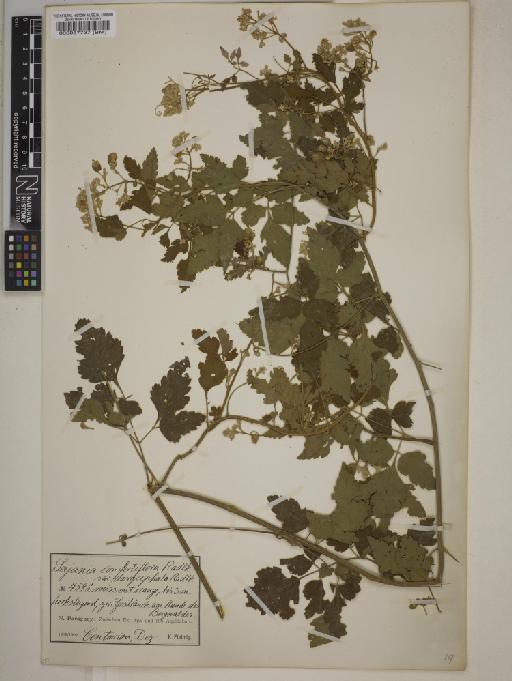 Serjania confertiflora Radlk. - BM000087737