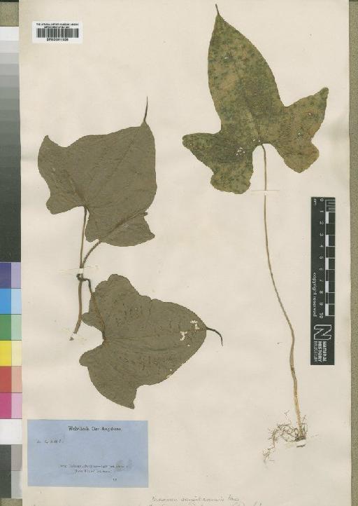 Dioscorea sansibarensis Pax - BM000911558