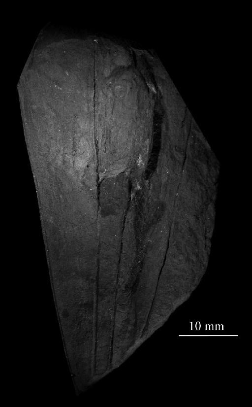 Archaeoconularia slateri - CL 113. Archaeoconularia slateri (specimen)