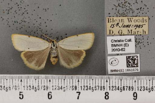 Cybosia mesomella (Linnaeus, 1758) - BMNHE_1661076_284759