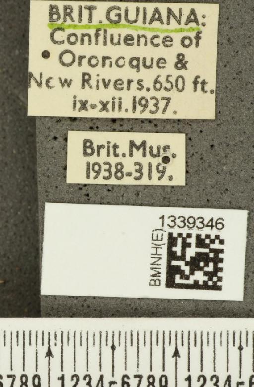 Acalymma bivittulum amazonum Bechyné, 1958 - BMNHE_1339346_label_20506