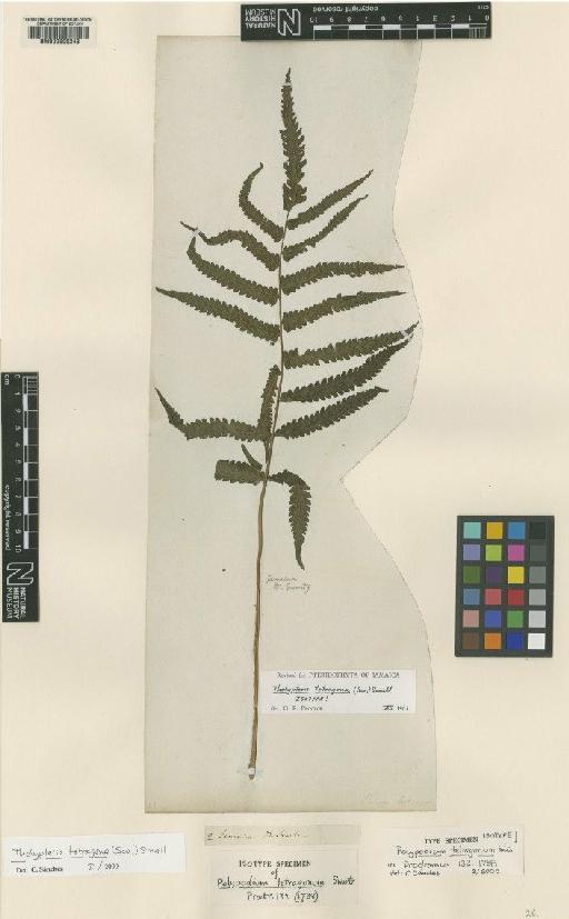 Goniopteris tetragona (Sw.) C.Presl - BM000605243