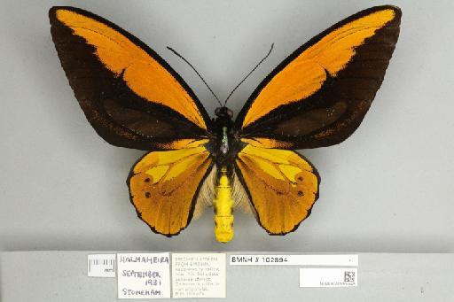 Ornithoptera croesus lydius Felder, 1865 - 013604945__