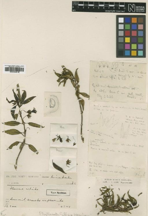 Phyllocrate gibbsiae Wernham - BM000945135