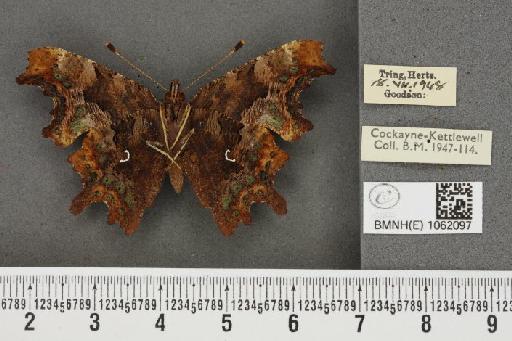 Polygonia c-album ab. sagitta-album Frohawk, 1938 - BMNHE_1062097_22924