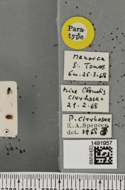 Phytomyza cirrhosae Spencer, 1969 - BMNHE_1491957_label_53654