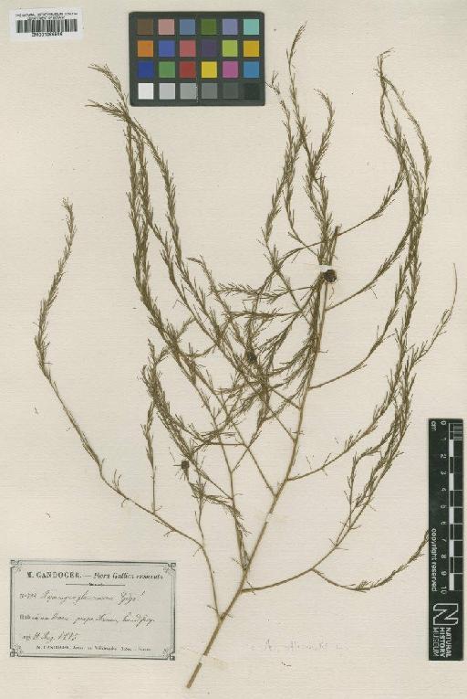 Asparagus officinalis L. - BM001066506