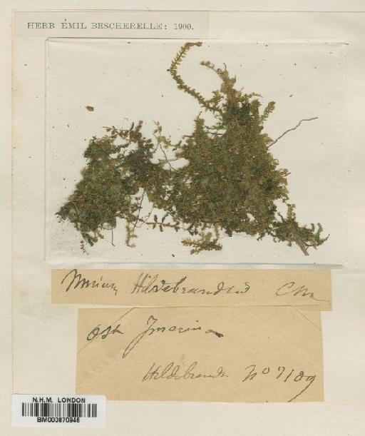 Plagiomnium rhynchophorum (Hook.) T.J.Kop. - BM000870946