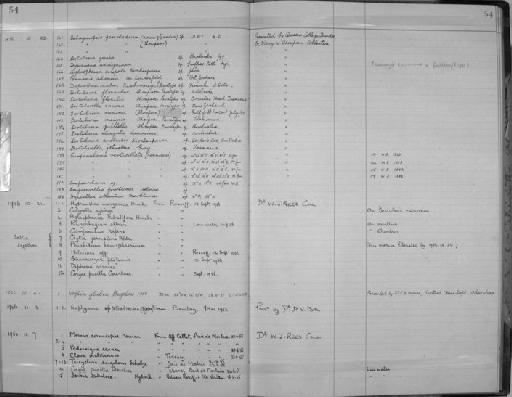 Sertularia elongata Lamouroux, 1816 - Zoology Accessions Register: Coelenterata: 1951 - 1958: page 54