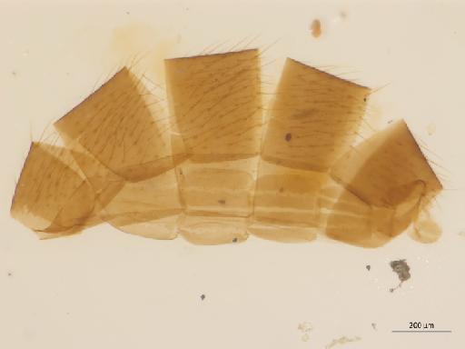 Mycetophila (Abmyceta) uaicensis Lane, 1955 - 010626626_Mycetophila_Abmyceta_uaicensis_HT_BMNH257005_abdomen