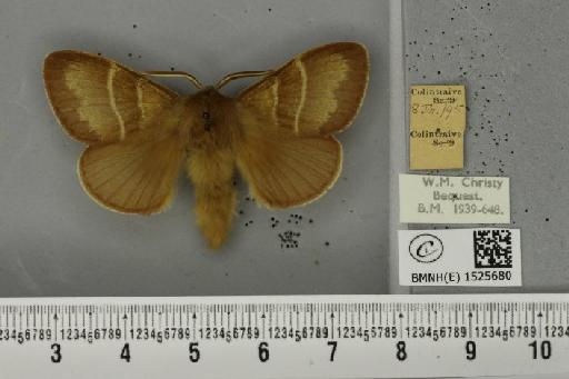 Macrothylacia rubi (Linnaeus, 1758) - BMNHE_1525680_196289