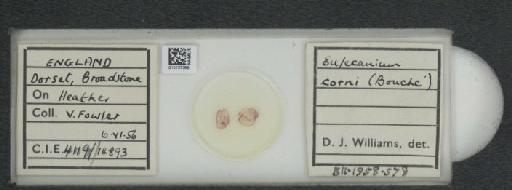 Parthenolecanium corni (Bouche, 1844) - 010137355_117397_1101018