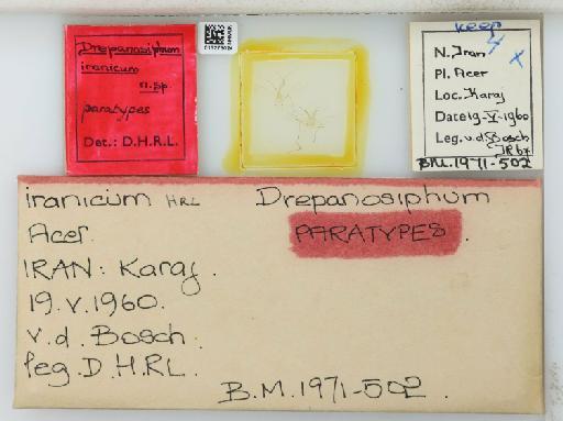 Drepanosiphum platanoides iranicum Hille Ris Lambers, 1971 - 015275024_112843_1094054_157750_Type