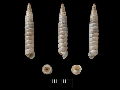 Bulimus veruculum Morelet, 1860 - 1893.2.4.1141-1145, SYNTYPES, Bulimus veruculum Morelet, 1860