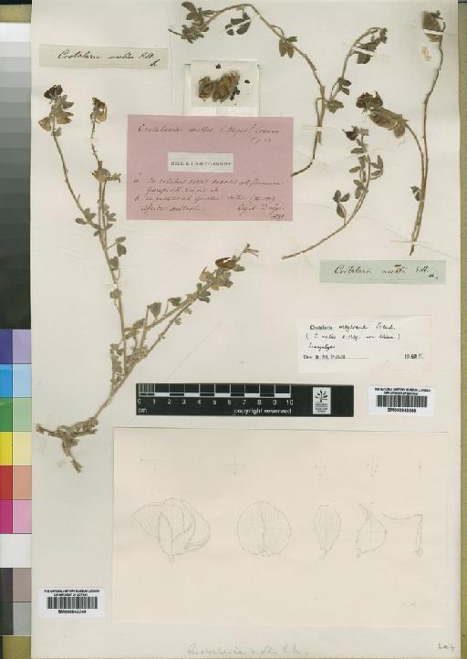 Crotalaria meyeriana Steud. - BM000843248