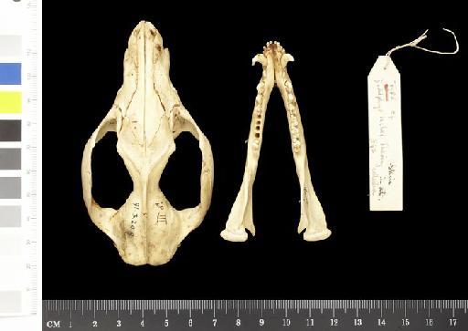 Didelphys lechei Ihering, 1893 - 1891.3.20.9_Skull_Ventral