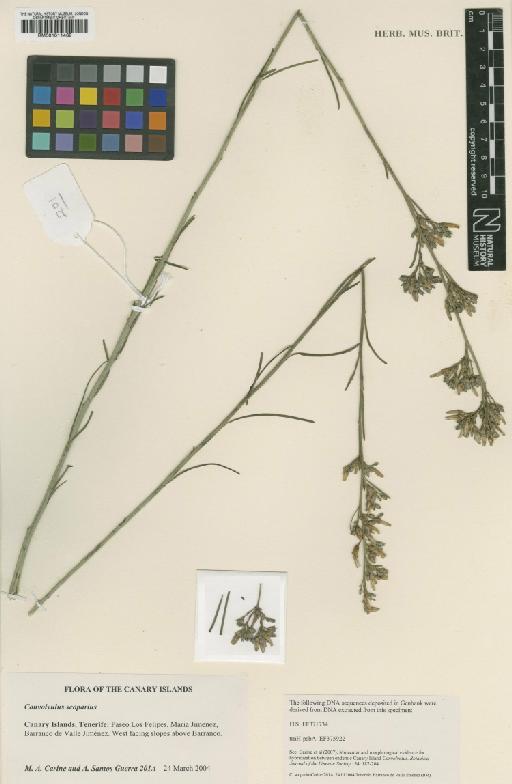 Convolvulus scoparius L.f. - BM001011462