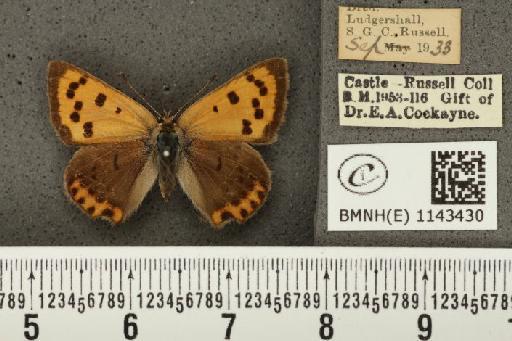 Lycaena phlaeas eleus ab. intermedia Tutt, 1896 - BMNHE_1143430_108303