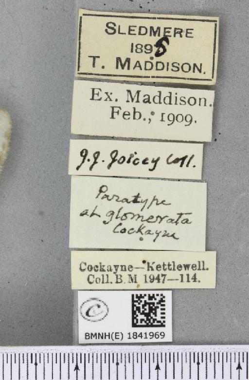 Abraxas sylvata ab. glomerata Cockayne, 1934 - BMNHE_1841969_label_410671